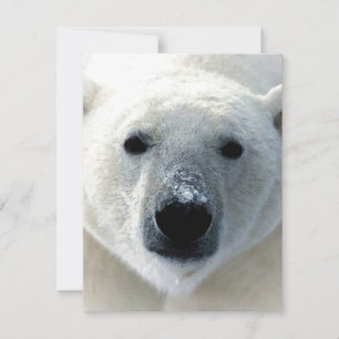 Tarjeta plana de oso polar