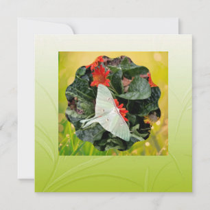 Tarjeta plana Luna Moth cautivadora