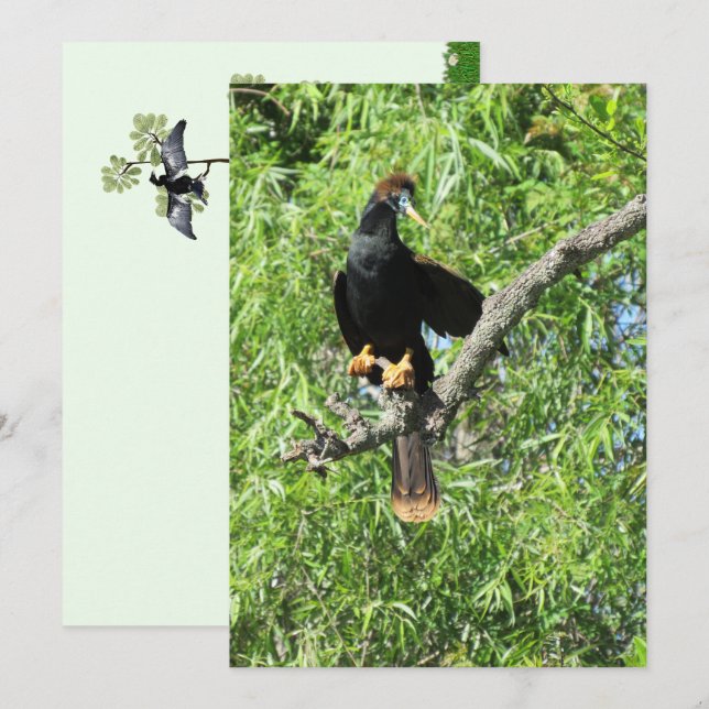 Tarjeta plana masculina Anhinga (pájaro serpiente) (Anverso / Reverso)