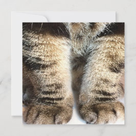 Tarjeta plana para gatos de tabby, tabby, piernas