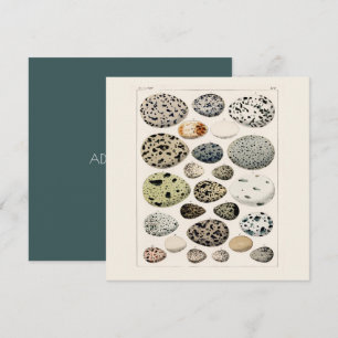 TARJETA PLANA: POSTER DE HUEVOS DE AVES DE VINTAGE