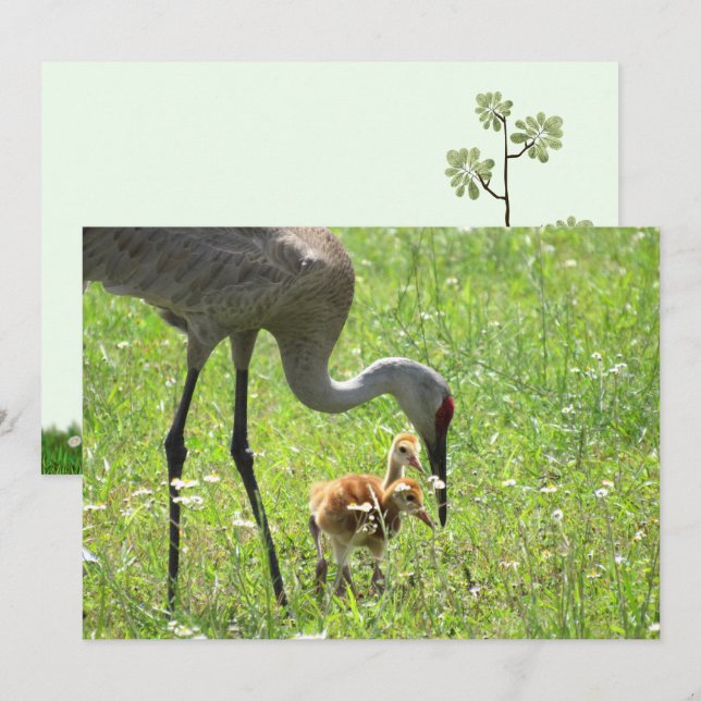 Tarjeta plana Sandhill Crane and Colt (chick) (Anverso / Reverso)
