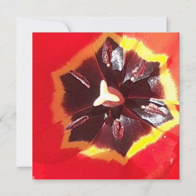 Tarjeta plana Scarlet Red Tulip (Anverso)