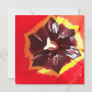 Tarjeta plana Scarlet Red Tulip