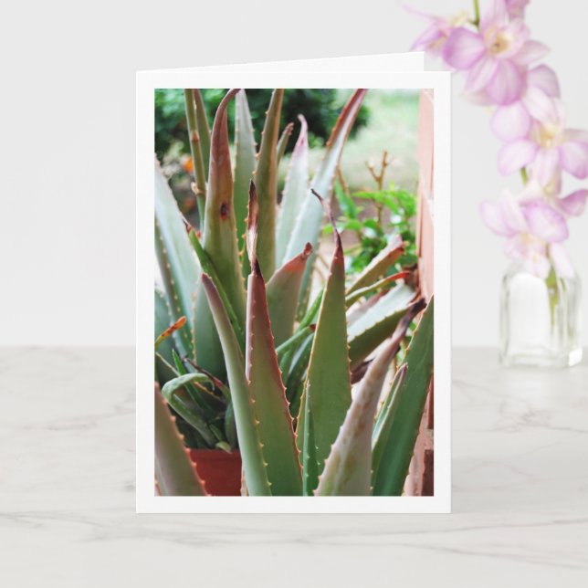 Tarjeta Planta Aloe Vera (Orquídea)
