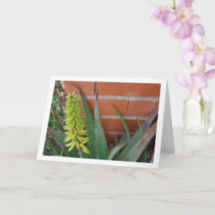 Tarjeta Planta Aloe Vera con cabeza de flor
