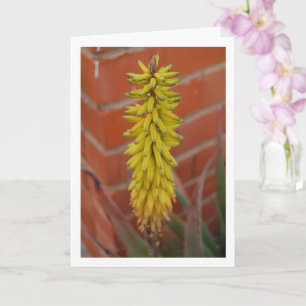 Tarjeta Planta Aloe Vera con cabeza de flor