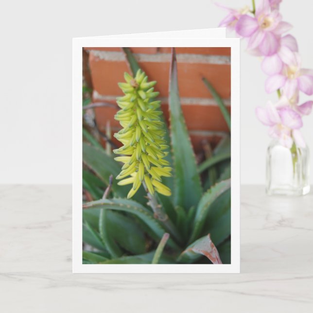 Tarjeta Planta Aloe Vera con cabeza de flor (Orquídea)