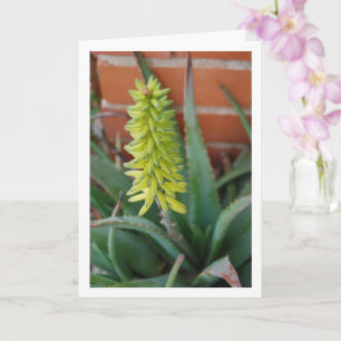 Tarjeta Planta Aloe Vera con cabeza de flor