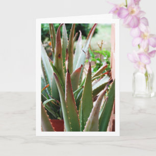 Tarjeta Planta de Aloe Vera