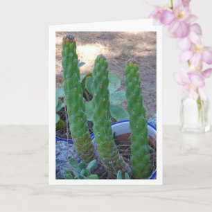 Tarjeta Planta de Cactus Pin de Eve