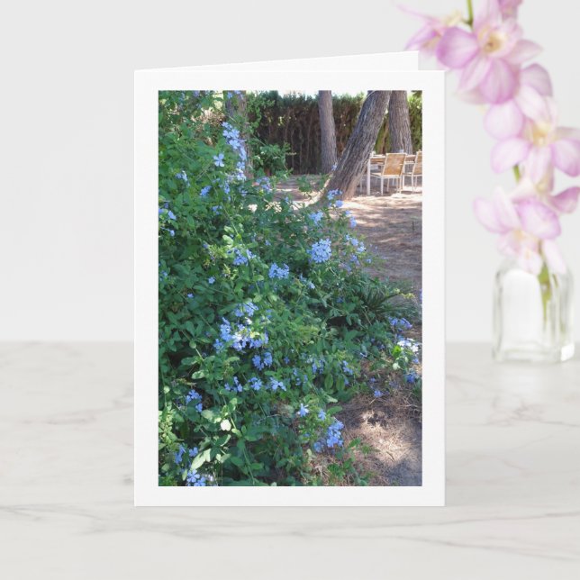 Tarjeta Planta de Flores Blue Plumbago (Orquídea)