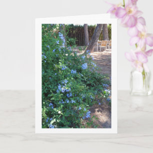 Tarjeta Planta de Flores Blue Plumbago