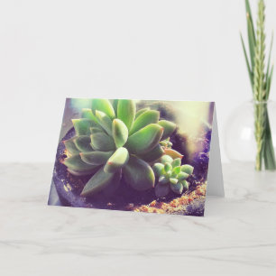 Tarjeta Planta de Hen y Chicks