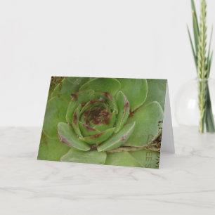 Tarjeta Planta de Hen y Chicks con textura