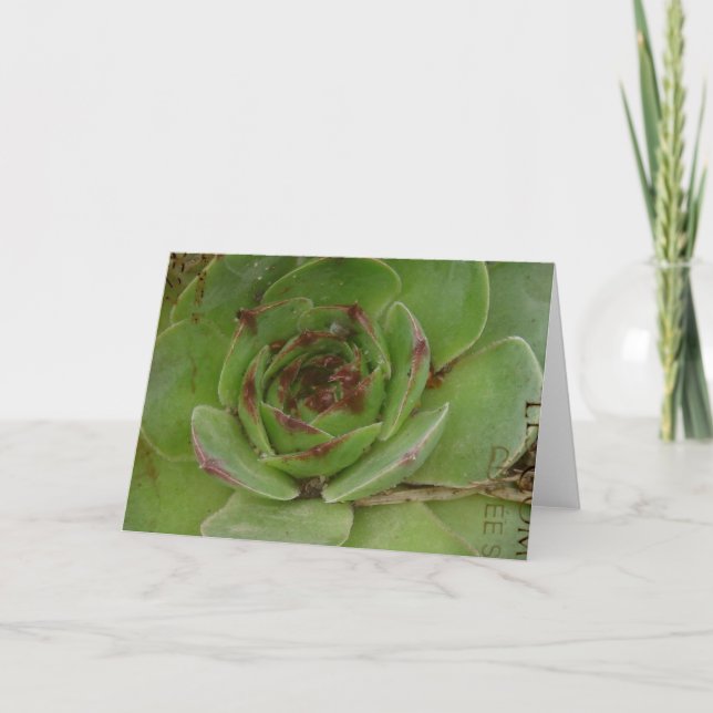 Tarjeta Planta de Hen y Chicks con textura (Anverso)