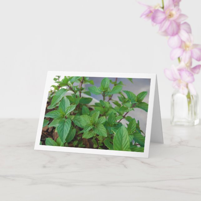 Tarjeta Planta de hierba de menta (Orquídea)