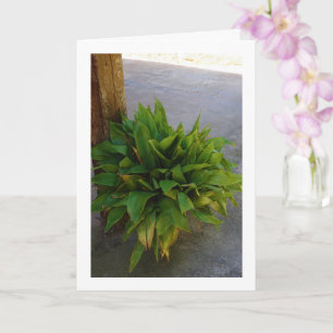 Tarjeta Planta de hierro fundido