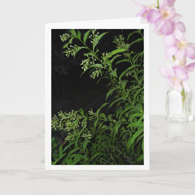 Tarjeta Planta de jazmín en retrato nocturno (Orquídea)