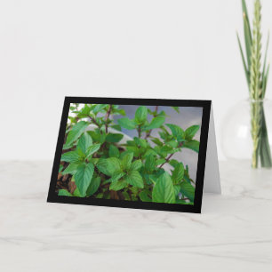Tarjeta Planta de menta herbal