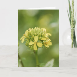 Tarjeta Planta de mostaza