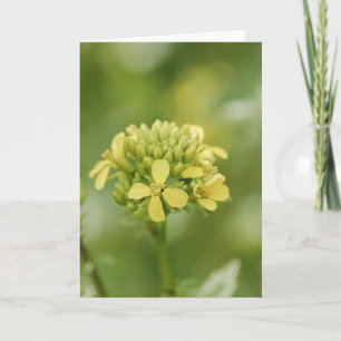 Tarjeta Planta de mostaza
