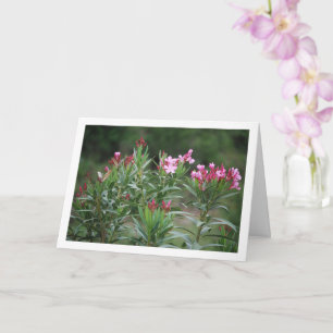 Tarjeta Planta de Nerium Oleander