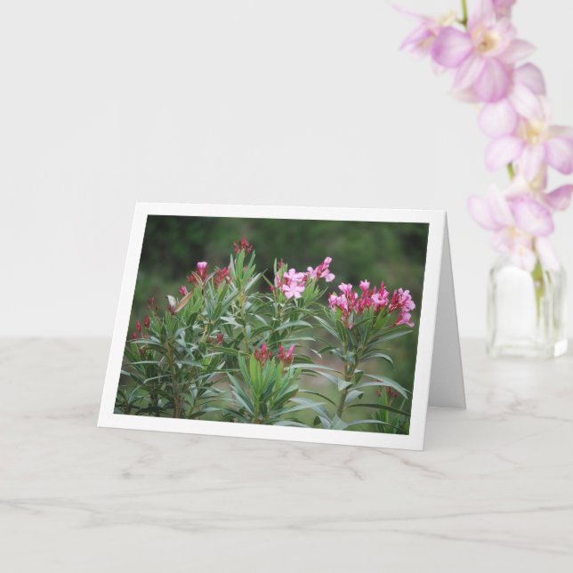 Tarjeta Planta de Nerium Oleander (Orquídea)