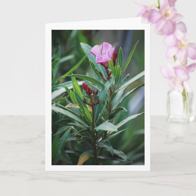 Tarjeta Planta de Nerium Oleander (Orquídea)