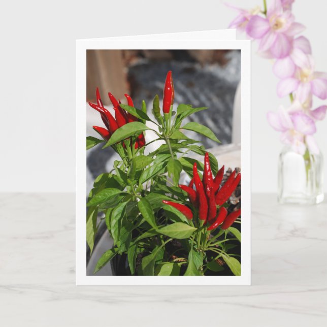 Tarjeta Planta de Pepper de Chili Rojo (Orquídea)
