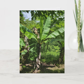 Tarjeta Planta de plátano