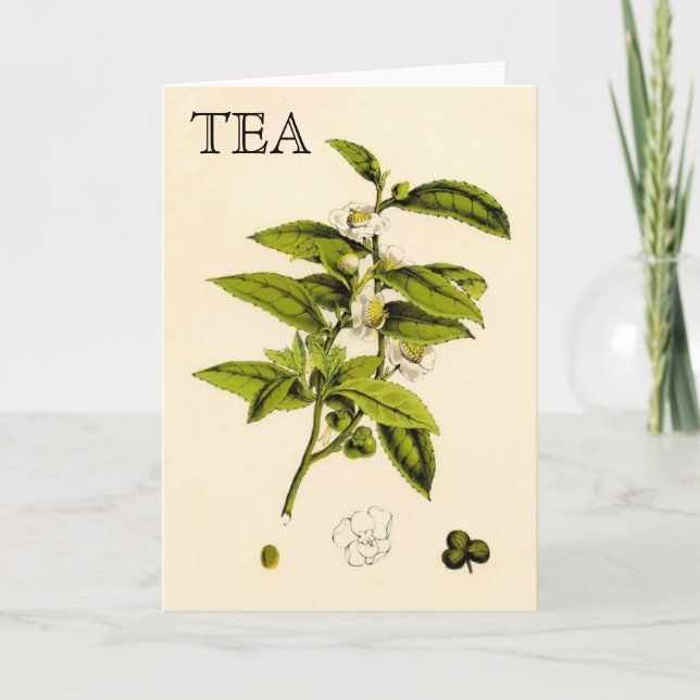 Tarjeta Planta de té vintage (Anverso)