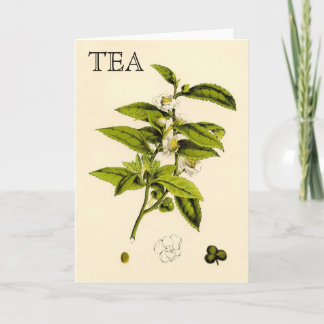 Tarjeta Planta de té vintage