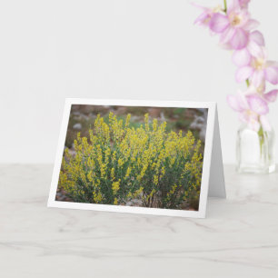Tarjeta Planta Fabale, Anthyllis Cytisoides