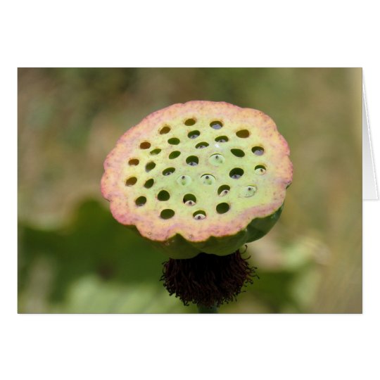 Tarjeta Planta fresca