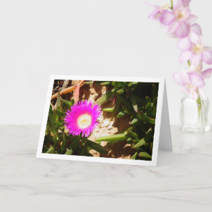 Tarjeta Planta Hottentot Fig Groeping Creeping Ice