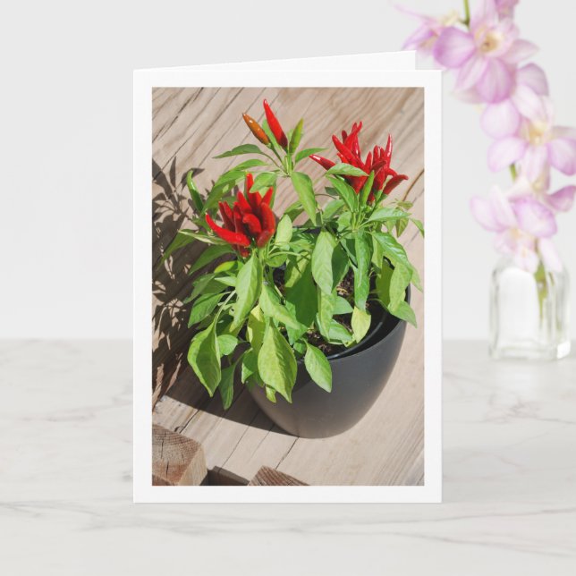 Tarjeta Planta roja de pimienta de Chile en maceta (Orquídea)