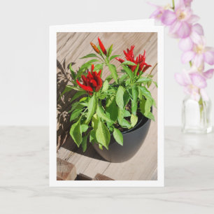 Tarjeta Planta roja de pimienta de Chile en maceta