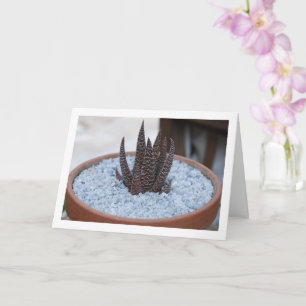 Tarjeta Planta suculenta Aloe Twilight Zone