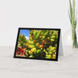 Tarjeta Planta suculenta Jelly Bean