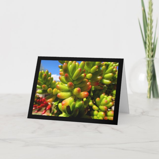 Tarjeta Planta suculenta Jelly Bean (Anverso)