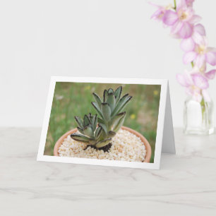 Tarjeta Planta suculenta Kalanchoe Tomentosa, planta Panda