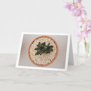 Tarjeta Planta suculenta Kalanchoe Tomentosa, planta panda