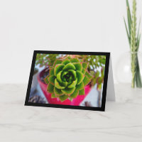 Planta suculenta Lipstick Echeveria