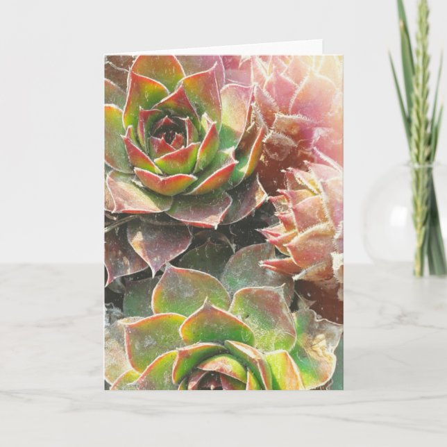 Tarjeta Plantas de la gallina y del polluelo (Anverso)