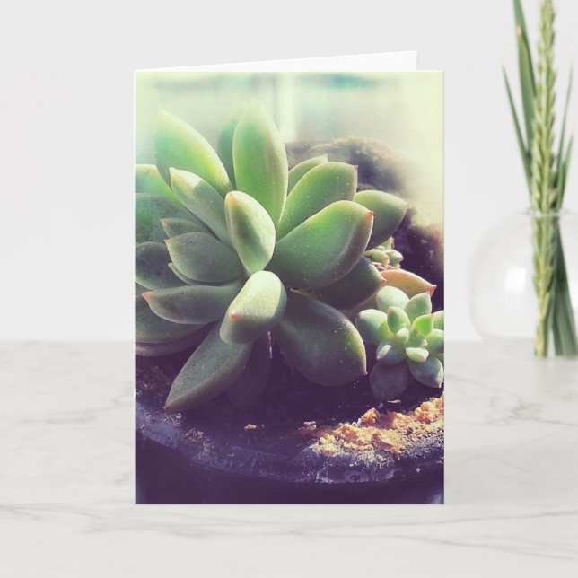 Tarjeta Plantas Hen y Chicks (Anverso)