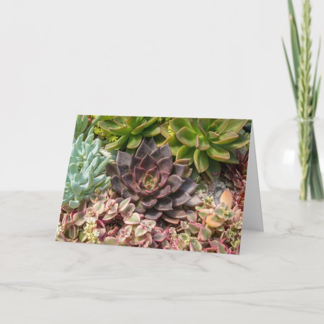Tarjeta plantas suculentas coloridas (Anverso)