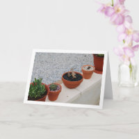 Plantas Suculentas en Retrato de Pared de Jardín