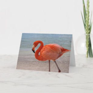 Tarjeta Playas tropicales   Flamingo caribeño, Aruba