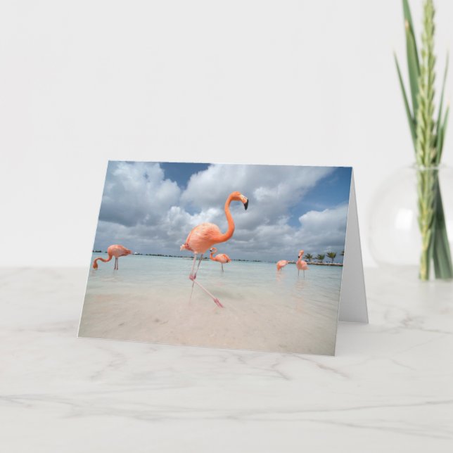 Tarjeta Playas tropicales | Playa Flamingos, Aruba (Anverso)
